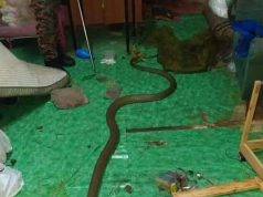 Waspada ancaman haiwan berbisa musim banjir