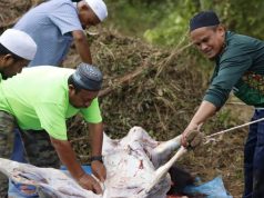 PAS Kedah korban 25 lembu