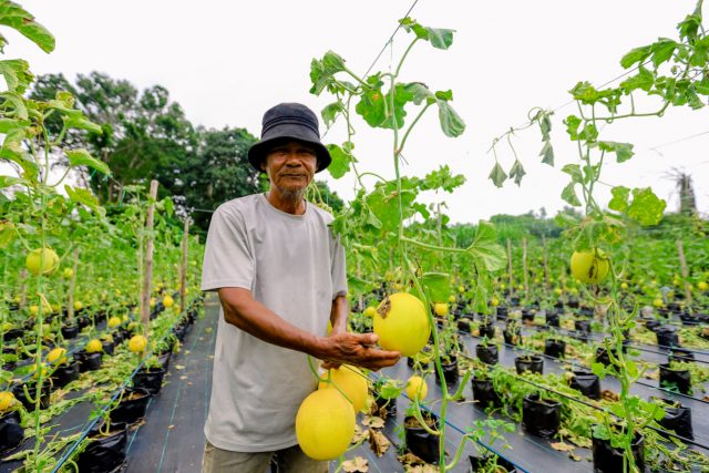 15 Tahun usaha, petani hasilkan enam tan Melon setiap musim