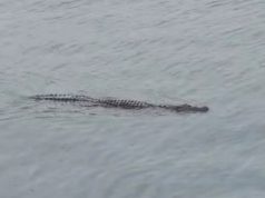 Nelayan ‘Kecut Perut’ Buaya Singgah di Pelabuhan Kemaman