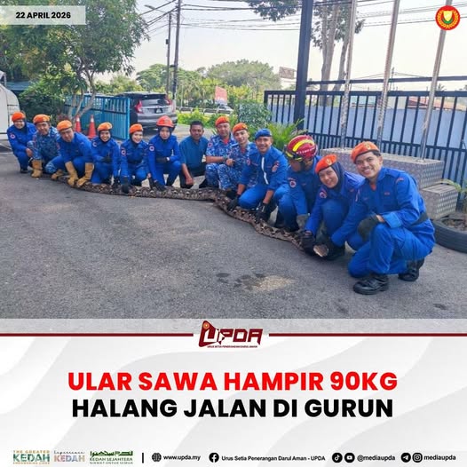 ULAR SAWA HAMPIR 90KG HALANG JALAN DI GURUN
