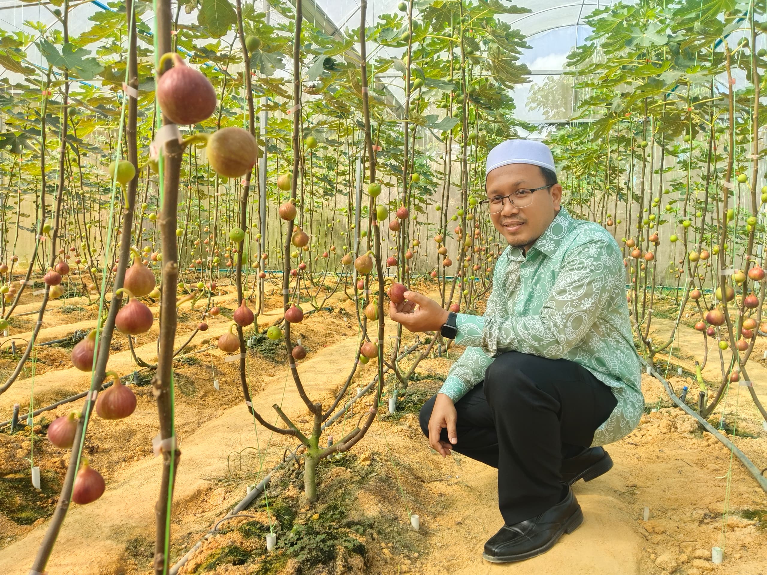 Anak muda Machang berjaya tanam tin, potensi agropelancongan berkembang