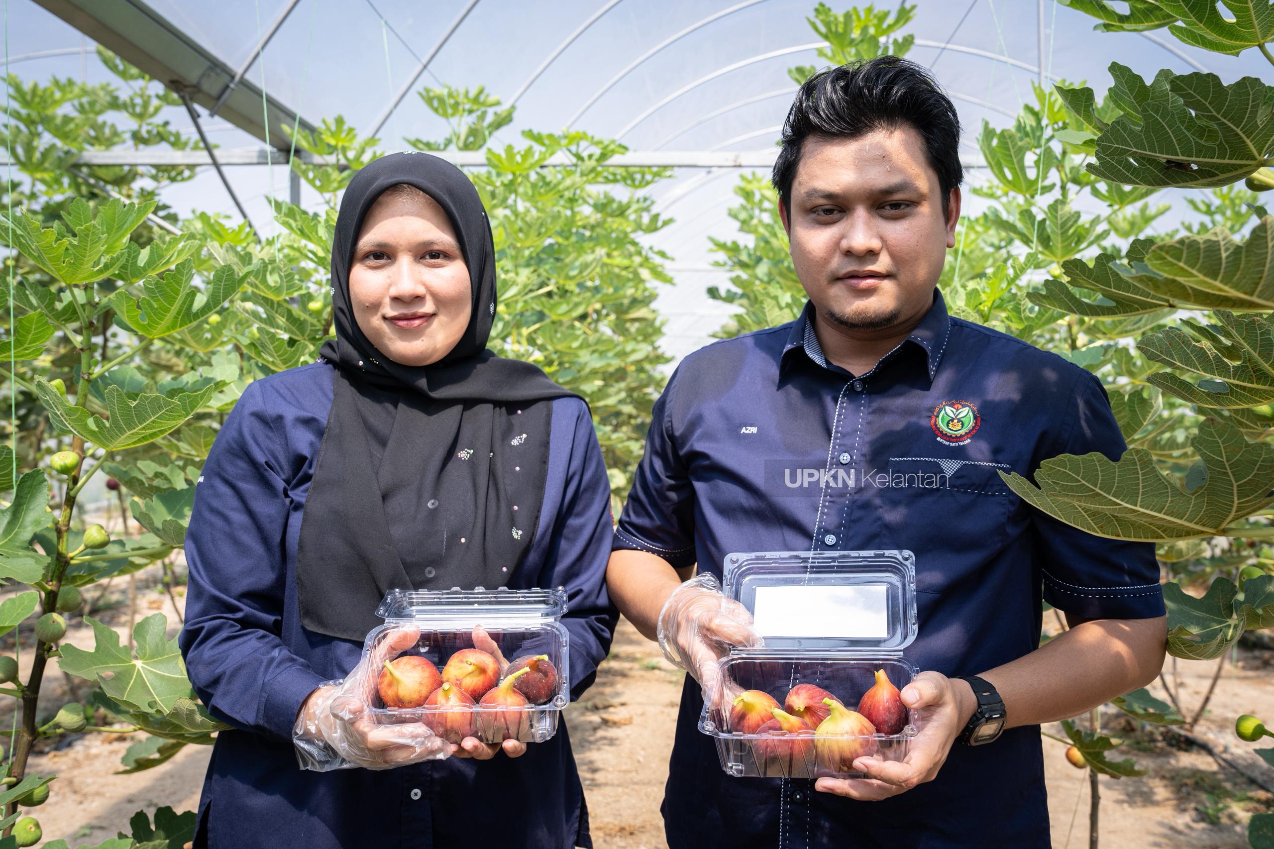 Projek tanaman tin PKPNK tuai hasil pertama, jualan ladang dibuka bermula hari ini