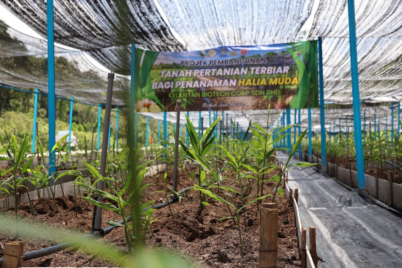 Projek halia muda di Kelantan Bio Valley tambah nilai sektor agromakanan