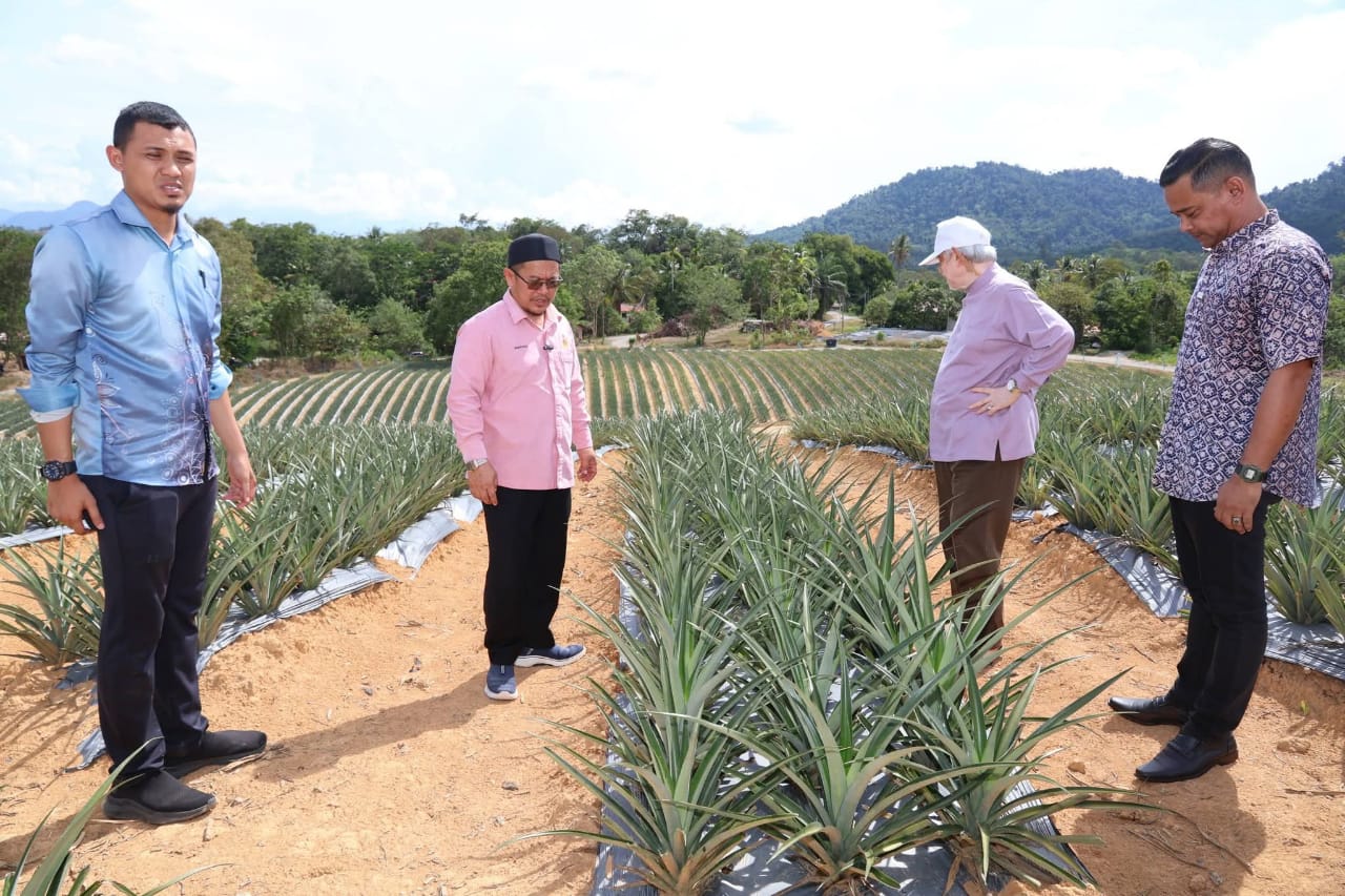 68,000 pokok nanas inovasi agropreneur di Sungai Satan