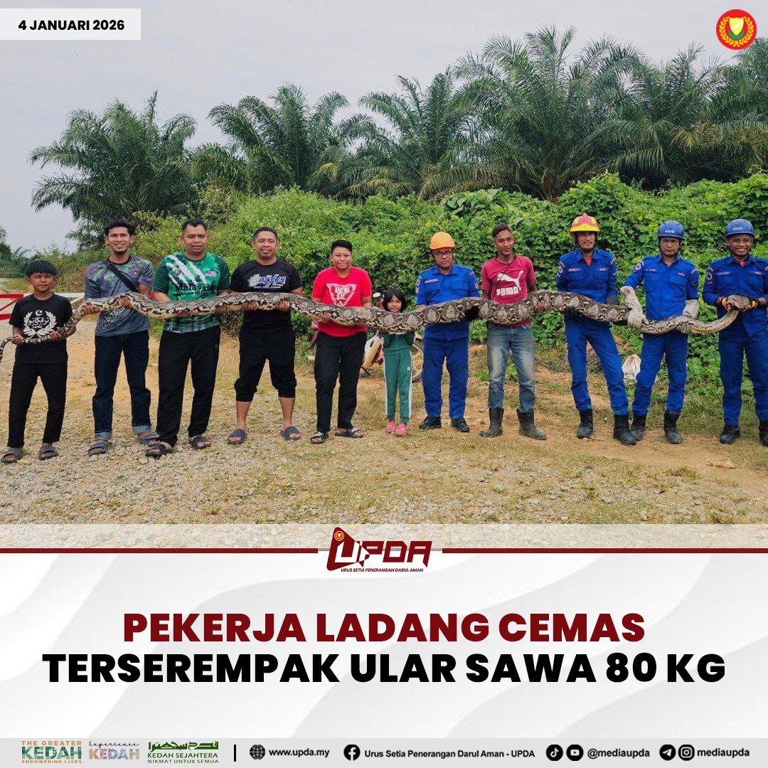 PEKERJA LADANG CEMAS TERSEREMPAK ULAR SAWA 80 KG
