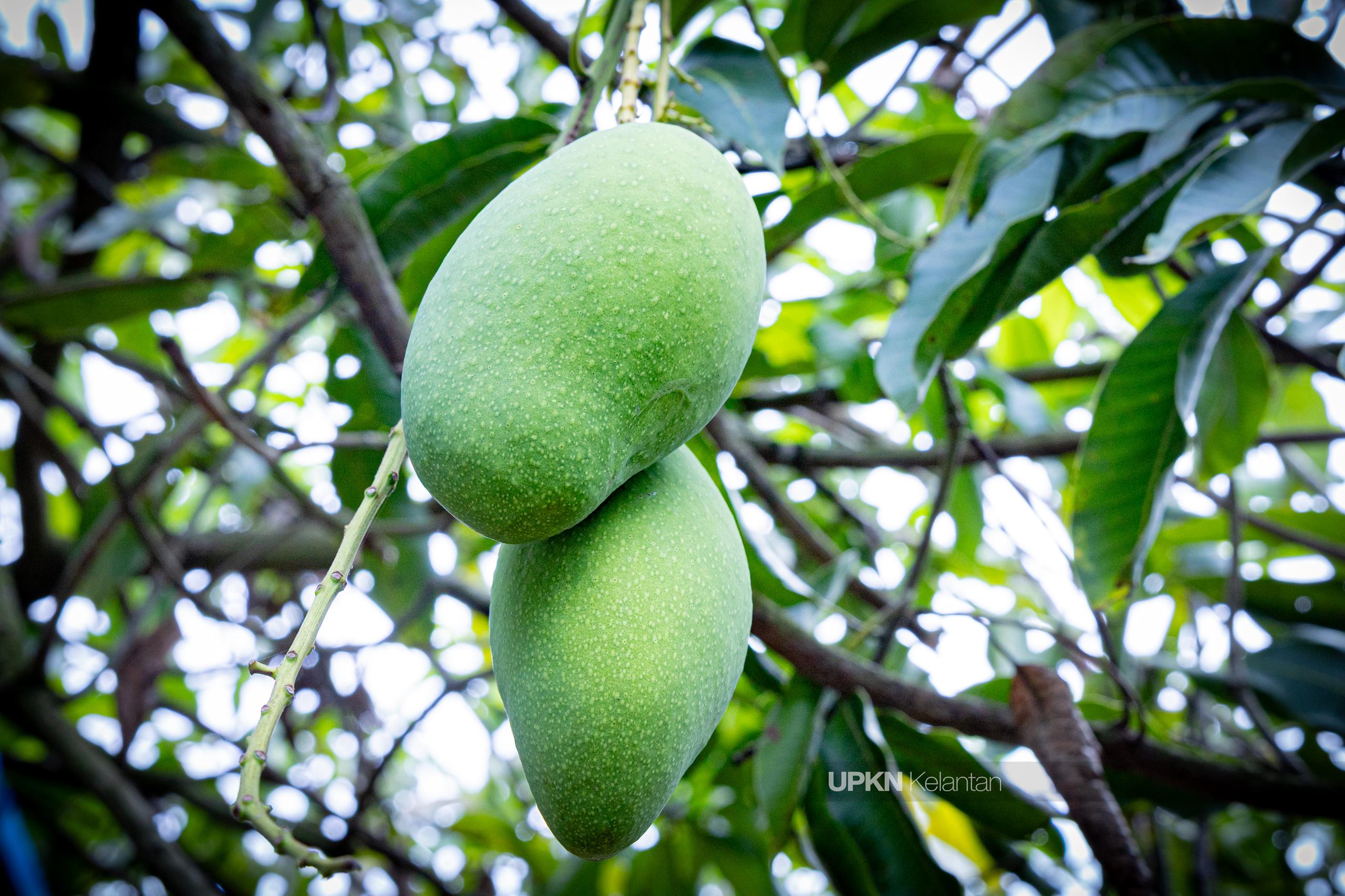 Harum Manis Klate tanaman alternatif di Melawi