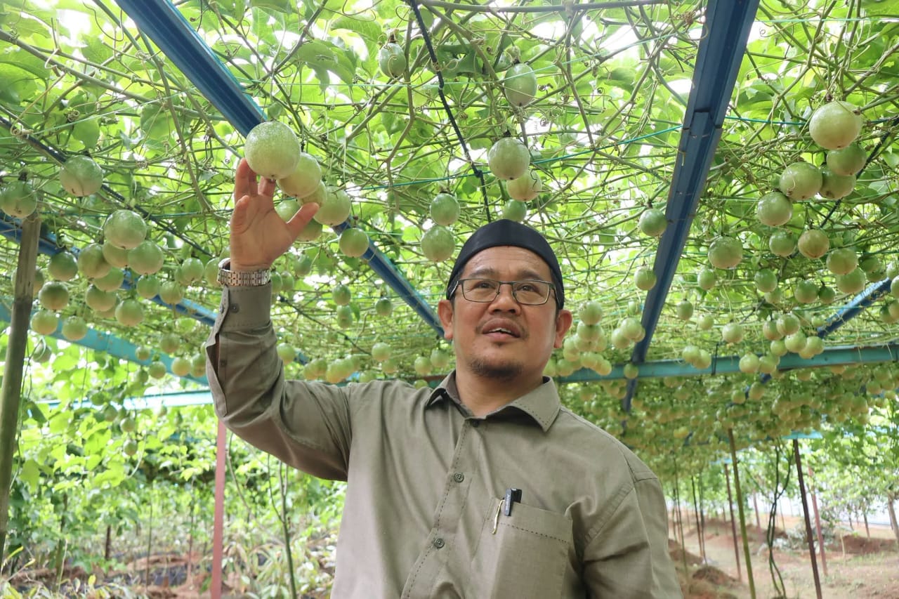 Kebun markisa di Guchil bukti tanah terbiar mampu jana pendapatan